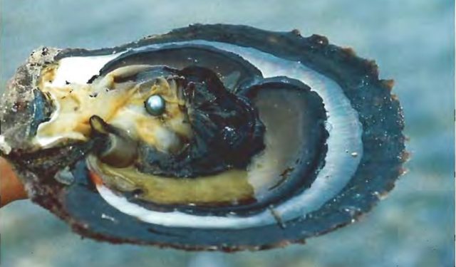 What Is an Oyster? How Do Oysters Make Pearls? - TPS Blog