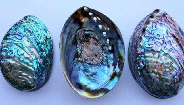What is Mother of Pearl? Everything You Need to Know